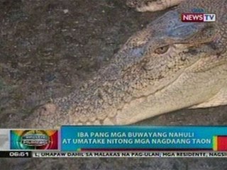 BP: Iba pang mga buwayang nahuli at   umatake nitong mga nagdaang taon
