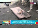 BP: Hero dog na si Kabang, di pa   pwedeng operahan dahil buntis