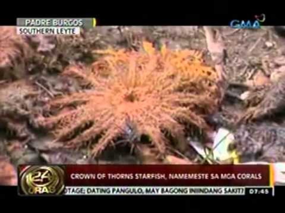 24 Oras: Crown of Thorns Starfish, namemeste sa mga corals sa Southern Leyte