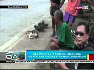 BP: Mga asong agaw-pansin