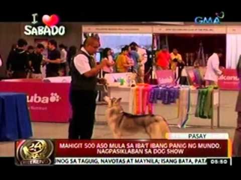 24oras: Mahigit 500 aso mula sa iba't ibang panig ng mundo, nagpasiklaban sa dog show