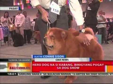 BT: Mahigit 500 aso mula sa iba't ibang panig ng mundo, nagtagisan sa Dog Show sa Pasay
