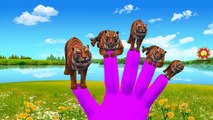 Tiger Cartoon Finger Family Rhymes For Kids | Crocodile Cartoons Finger Family Nursery Rhymes