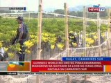 BT: World record ng pinakamaraming mangrove na naitanim sa loob ng isang oras, naitala sa CamSur