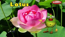 Lotus Rhyme | 3D Nursery Rhymes With Lyrics For Kids | Flower Rhymes | 3D Rhymes Animation