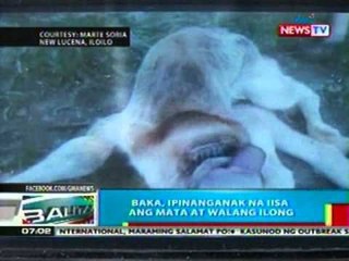 BP: Baka sa Iloilo, ipinanganak na iisa   ang mata at walang ilong