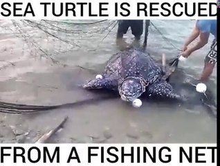 Rescuing the Sea Turtle...