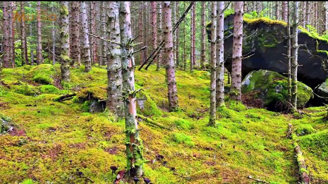 Barış Güney - Tohum (Enstrümantal Türk Müziği) Mu©o