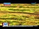 24 Oras: Special Report: Ifugao Rice Terraces, nanganganib nang masira (032312)