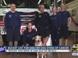 Mesa firefighters help dying dog live out bucket list