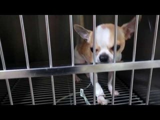 Dying Chihuahua - Can't Open Mouth