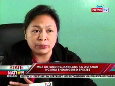 SONA: Litrato ng isang butanding na tila ginawang surf board, kumakalat sa Facebook