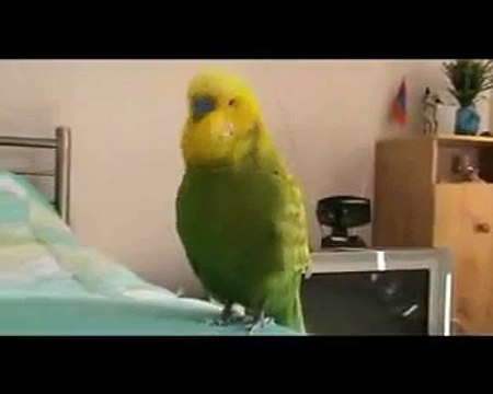 Попугай говорят на русском. Человек разговаривает с попугаем. Попугай тоша разговаривает волнистый. Гриша попугайчик одесса. Попугай говорят на русском.