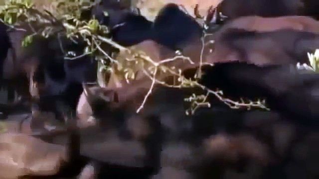 Venganza del León - DOCUMENTAL,VIDEO,DOCUMENTALES 2016,DOCUMENTALES DISCOVERY CHANNEL 5