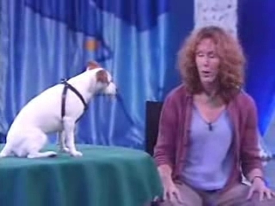 Genious dog / Chien savant