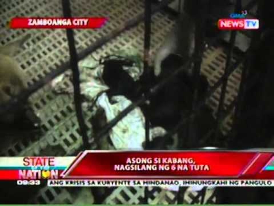 SONA: Asong si Kabang, nanganak ng 6 na tuta