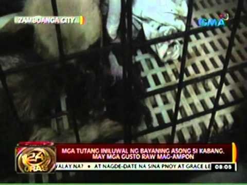 24 Oras: Mga tutang iniluwal ng bayaning asong si kabang, may mga gusto raw mag-ampon