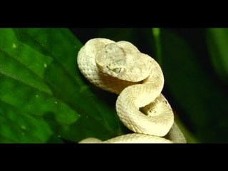 Sulyapan ang natatanging white viper ng Batanes