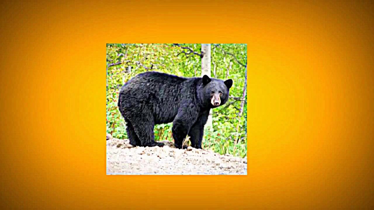 GAME KIDSPlay Sago Mini Puppy Preschool Kids Games - Playful Learning Activities App for Children.m