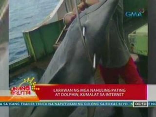 UB: Larawan ng mga nahuling Pating at Dolphin, kumalat sa internet (042712)