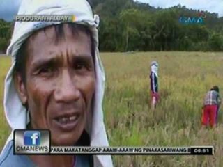 24 Oras: Mga pananim sa Albay, natutuyo na dahil sa sobrang init