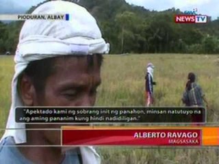 BT: Kalidad ng mga palay na inaani sa Albay,   apektado ng mainit na panahon