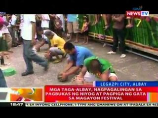 BT: Mga taga-albay, nagpagalingan   sa pagbukas ng niyog at pagpiga ng gata sa Magayon festival