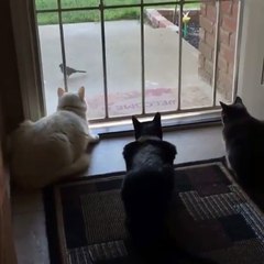 Animaux en Folite #14 - Vidéo Insolites