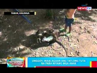 BP: Unggoy, inaalagaan ang tatlong tuta na para niyang anak