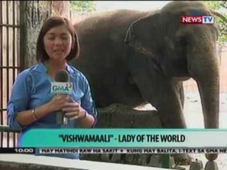 SONA: British Rock Star 'Morrissey', hiniling kay PNoy na alisin na sa Manila Zoo si 'Mali' (051112)