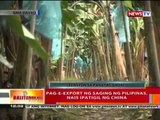BT: Pag-e-export ng saging ng   Pilipinas, nais ipatigil ng   China