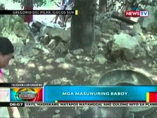 BP: Mga masunuring baboy sa Ilocos Sur