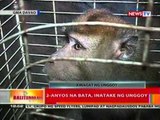 BT: 2-anyos na bata, inatake ng unggoy (Davao)