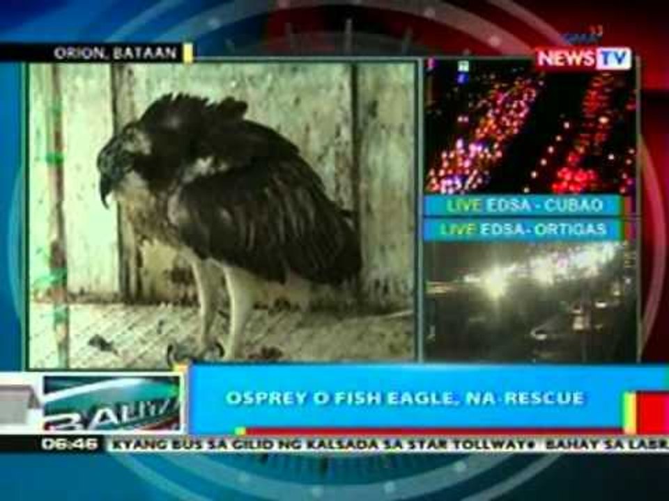 BP:  Osprey o fish eagle, na-rescue sa Bataan