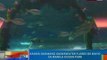 NTG: Kauna-unahang underwater Flores De Mayo sa Manila Ocean Park (051812)