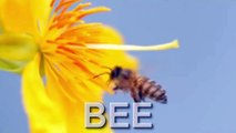 BEE -  Learning English -  Animals Name and Sounds for Kids -  PUZZLE GAMES