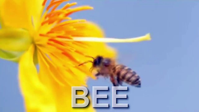 BEE - Learning English - Animals Name and Sounds for Kids - PUZZLE GAMES