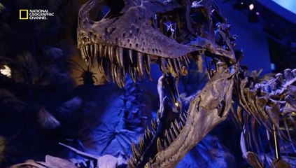 Тираннозавр - чемпион по выживанию
