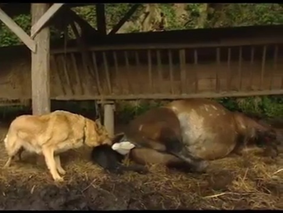 Horse giving birth a baby horse video respect the mothers