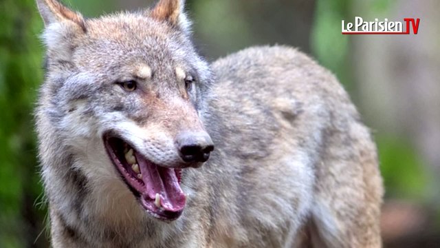 Retour des loups en Ile-de-France : « Une certitude » selon un spécialiste