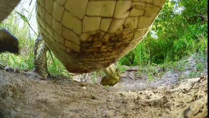 Sneaky spying crocodile camera - Spy in the Wild Episode 1