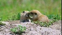 Prairie dogs kiss - Spy in the Wild Episode 1