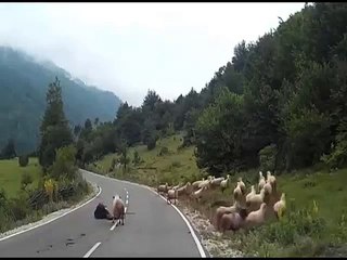 Herd of sheep trample their lady shepherd before one returns to ram her after being spooked by car