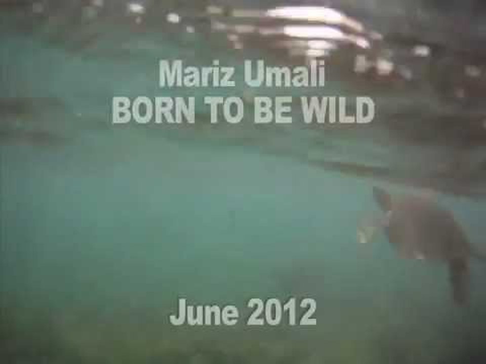 Si Mariz Umali at ang mga pawikan ng Apo Island, ngayong Hunyo sa Born to be Wild!