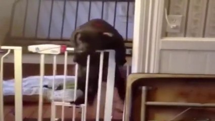 dog funny vedio best dog funny video top funny dog video dog are mad or not see this vedio