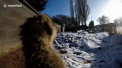 Meerkats In The English Snow