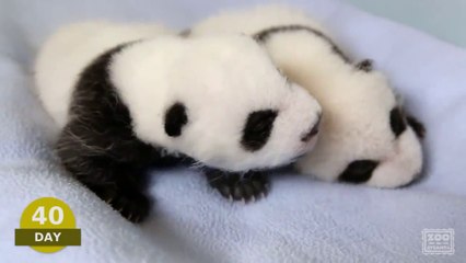 Дет ныш панды !!!! ТАКОГО ВЫ НЕ ВИДЕЛИ !!!.. 2015 funny Приколы за апрель 2016 2015