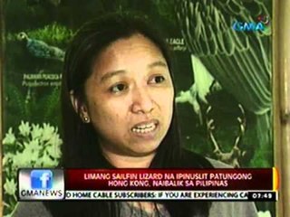 24oras: Limang Sailfin lizard na ipinuslit patunong Hong Kong, naibalik sa Pilipinas