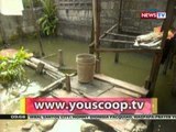 BP: Youscoop: Obando, Bulacan, nakararanas ng pagbaha dahil sa bukas na floodgate