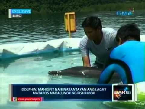 Saksi: Dolphin, mahigpit na binabantayan ang lagay matapos makalunok ng fish hook